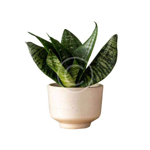 Snake plant